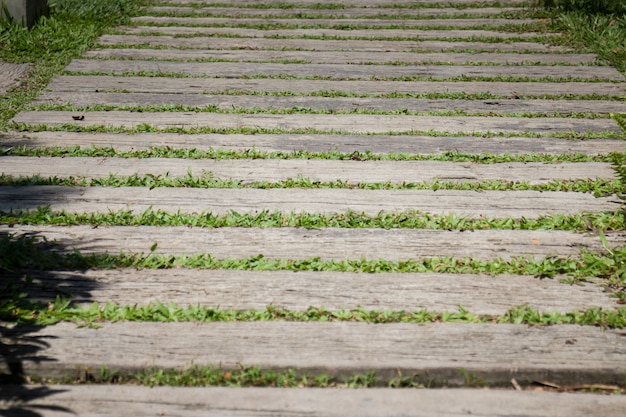 Summer Green Grass Step In Garden