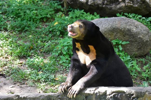 Sun Bear Il corpo nero che si trova nella recinzione dello zoo