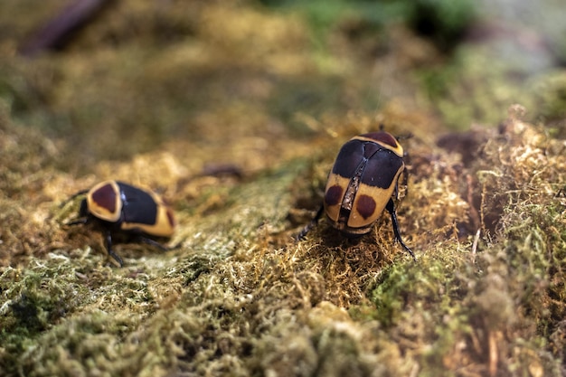 Sun beetle pachnoda marginata scarabeo