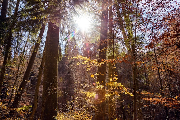 Sun che emette luce attraverso la foresta dorata di autunno