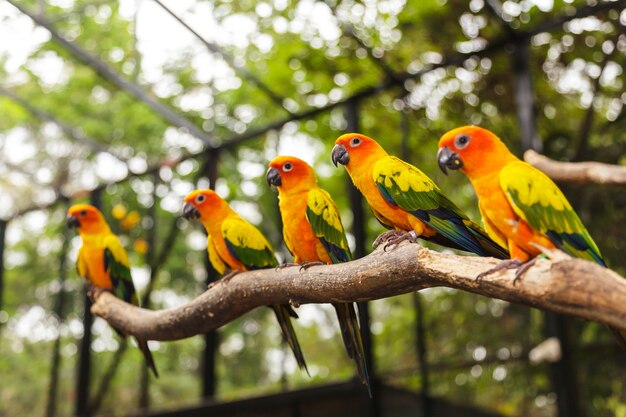 Sun Conure