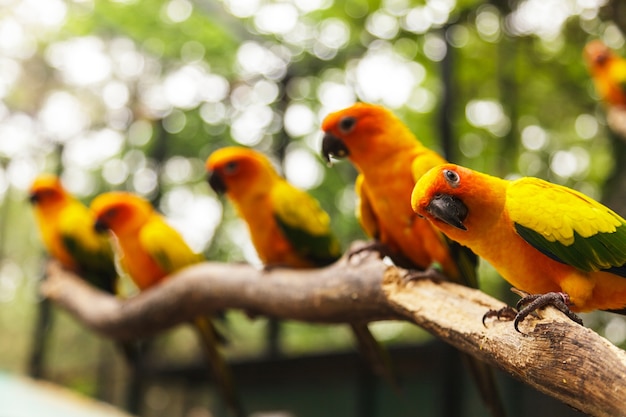 Sun Conure