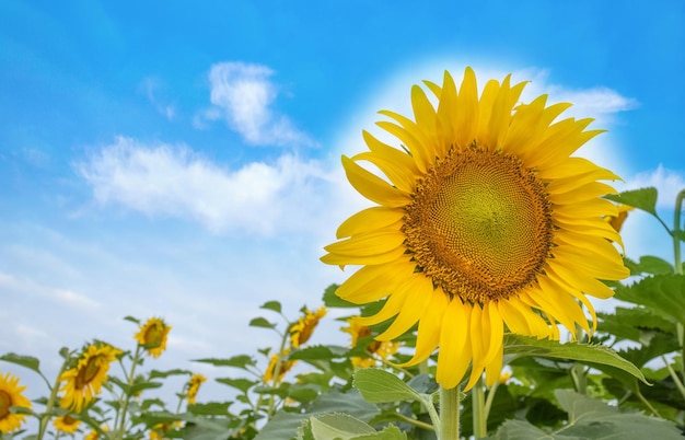 Sun fiori immagine sbocciano girasoli gialli sul campo su sfondo blu cielo