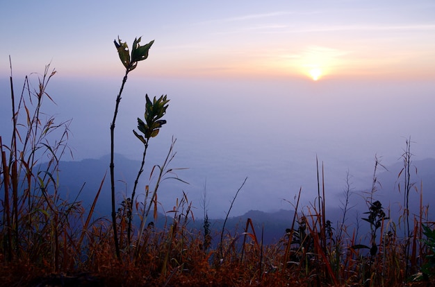 Sun nuvole e alberi