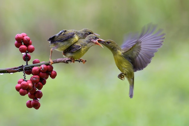 Sunbird dal dorso d'oliva nutre i loro piccoli