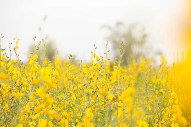 Sunn canapa o Chanvre indien Legume fiori gialli che sbocciano nel campo di un agricoltore