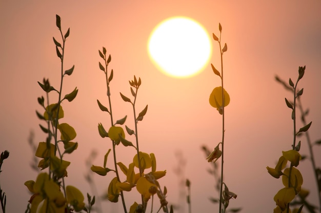 Sunn canapa o Chanvre indien Legume fiori gialli che sbocciano nel campo di un agricoltore