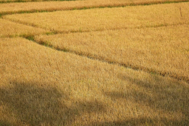 Sunny Paddy Field in Sammanthurai dello Sri Lanka