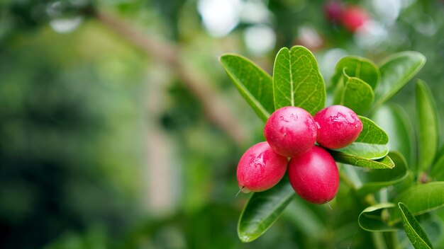 Super frutta (Carissa carandas Linn.) Sull&#39;albero in giardino naturale.