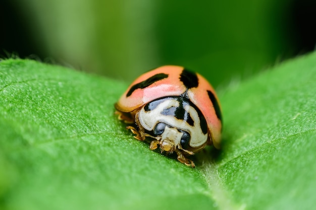 Super macro Coccinella su foglia verde