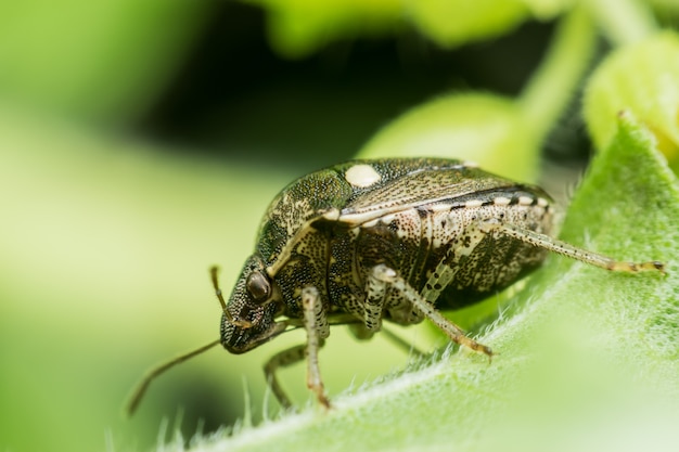 Super macro Coreus marginatus o bug Dock sulla foglia verde