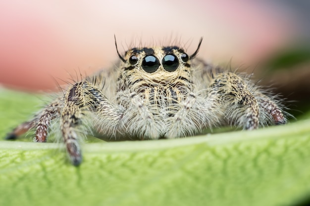 Super macro femmina Hyllus diardi o salto ragno sulla foglia