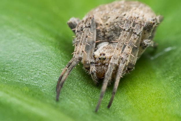 Super macro Jumping ragno su foglia