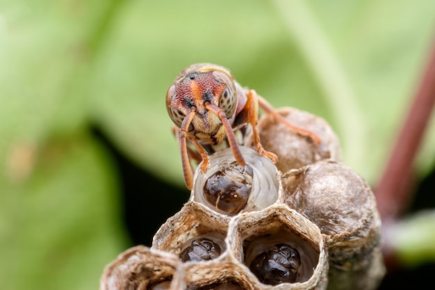 Super macro vespa e larve nel nido di vespe