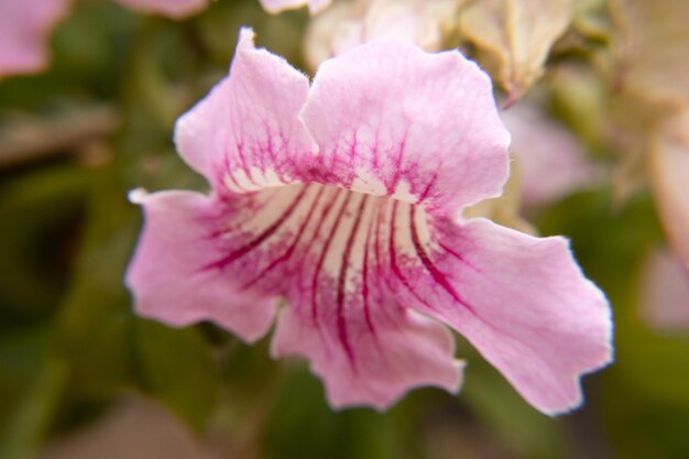 super vicino di fiore rosa chiaro