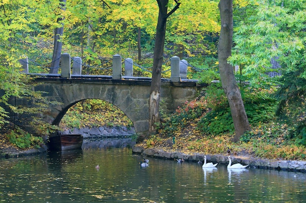 Superficie dell'acqua dello stagno con la riflessione di alberi colorati e uccelli che nuotano nella sosta di autunno