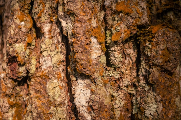 Superficie e consistenza del tronco d'albero sulla pineta in primavera