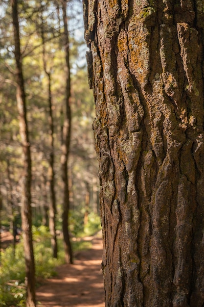 Superficie e consistenza del tronco d'albero sulla pineta in primavera