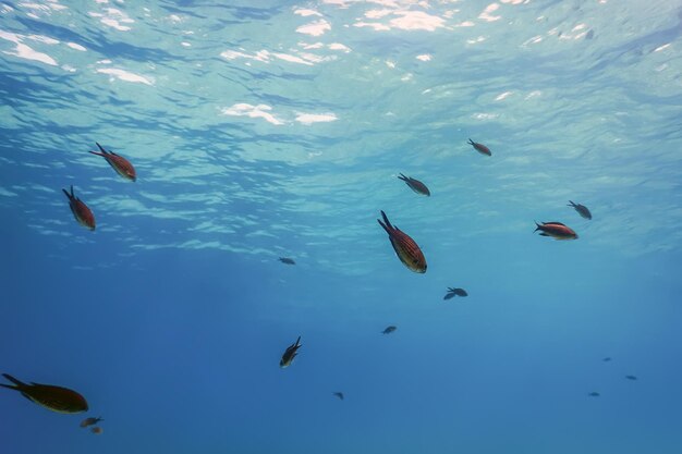 Superficie e pesci dell'acqua del fondo blu subacqueo