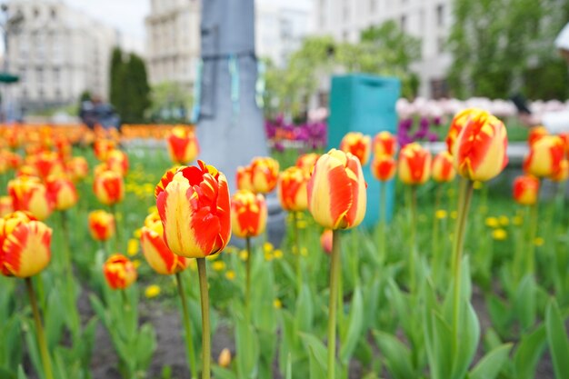 Superficie floreale. Tulipani in fiore rosso giallo in aiuola.