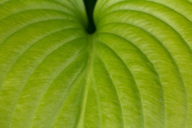 Superficie foglia verde con motivo naturale in giardino