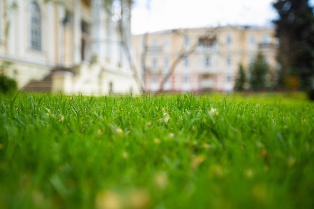 Superficie fresca del giardino della sorgente di erba verde e bokeh vago del fogliame