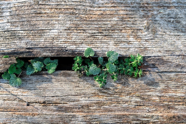 Superficie in legno di pino rigenerato marrone pallido sbiadito e blu freddo con assi invecchiate e piante verdi