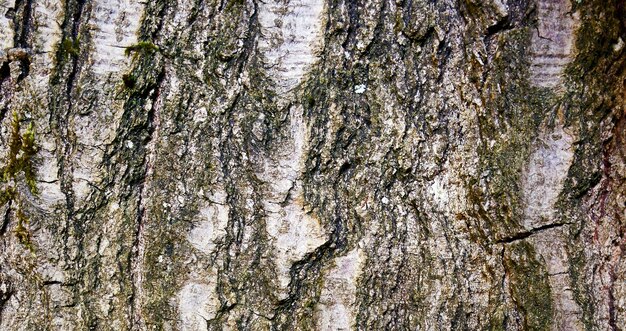 superficie in legno strutturata naturale