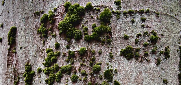 superficie in legno strutturata naturale