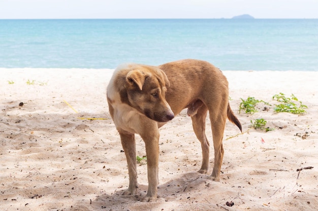 Supporto per cani randagi marroni sulla spiaggia