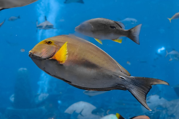 Surgeonfish Eyestripe (Acanthurus xanthopterus) o pesce chirurgo pinna gialla (Acanthurus dussumieri ) nell'acquario Atlantis, città di Sanya, isola di Hainan, Cina.