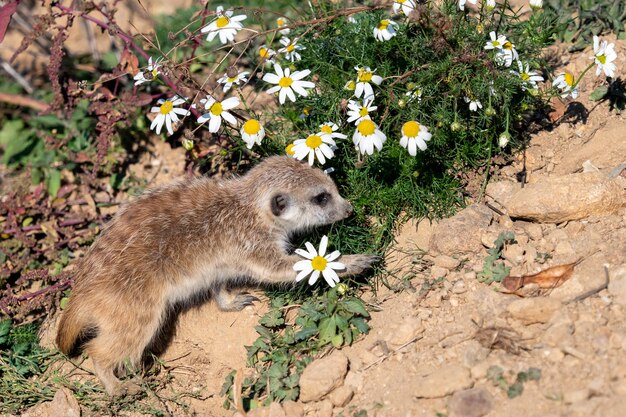 Suricata giovane e camomilla Suricata curioso Suricata suricatta