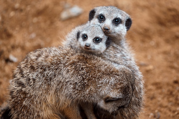 Suricate o suricato Suricata suricatta Foto di famiglia della simpatica creatura