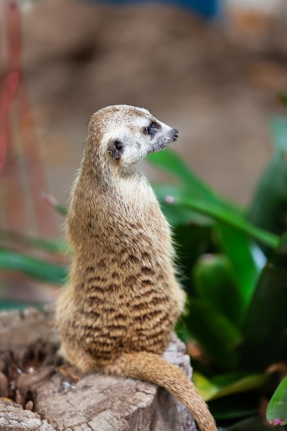 Suricate suricato nel parco dello zoo