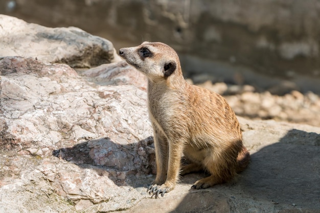 Suricato allo zoo Animali selvatici