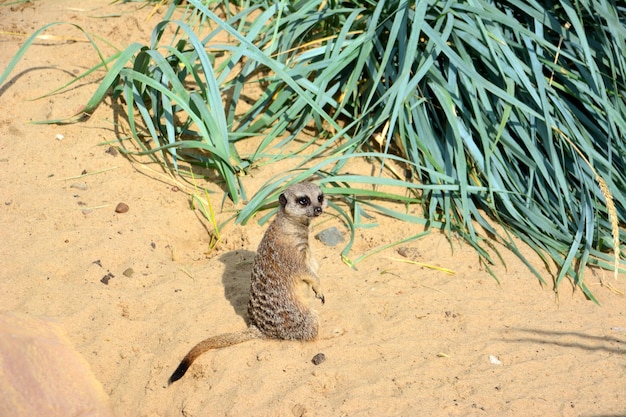 suricato seduto sulla sabbia al sole davanti al cespuglio verde