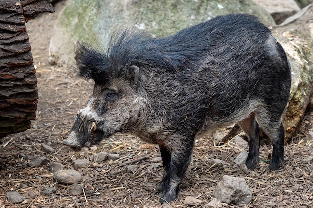 Sus cebifrons negrinus di maiale verrucoso visayan raro