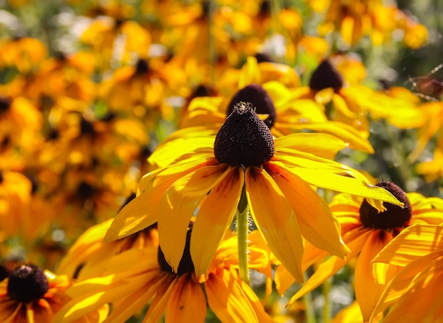 Susan dagli occhi neri o pianta di Rudbeckia hirta, betty marrone, margherita gloriosa, Gerusalemme dorata.