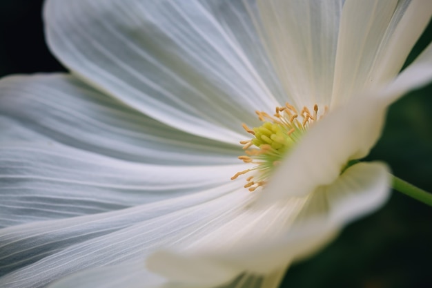 Sussurri di petali da vicino su un fiore bianco con una morbida sfocatura