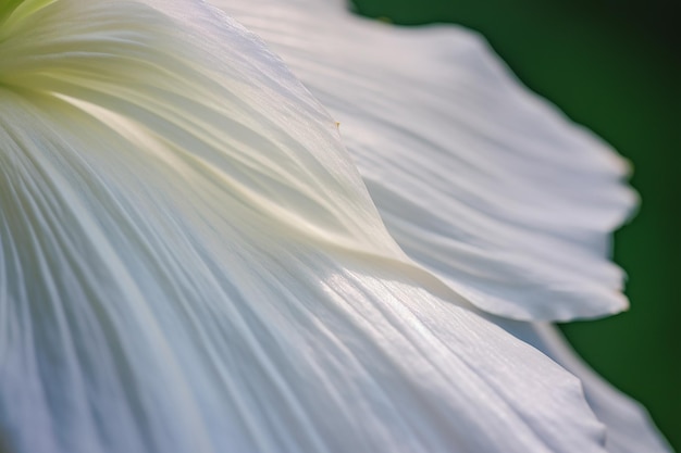 Sussurri di petali da vicino su un fiore bianco con una morbida sfocatura