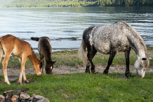Sute mare con puledro al pascolo in riva al lago I cavalli sono al pascolo sul prato in riva al lago