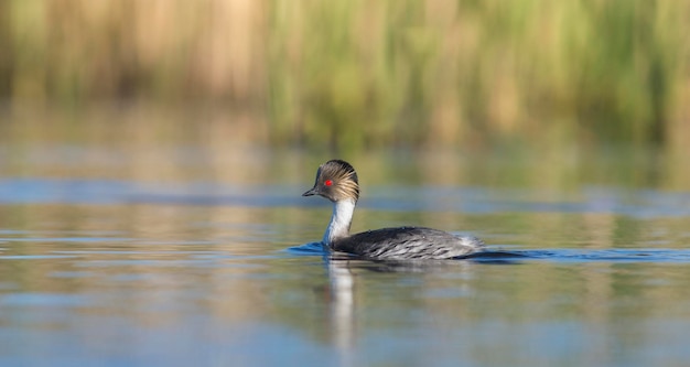 Svasso argenteo nella Pampas ambiente lagunare Patagonia Argentina