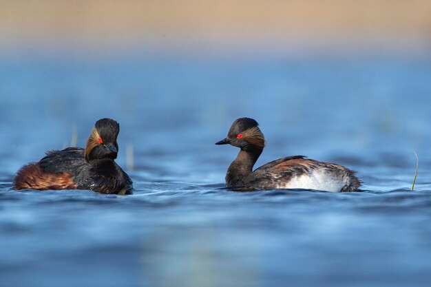 svasso dal collo nero o svasso dalle orecchie Podiceps nigricollis Toledo Spagna