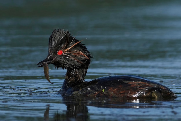 Svasso dal collo nero Podiceps nigricollis