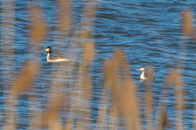 Svasso maggiore coppia sull'acqua (Podiceps cristatus)