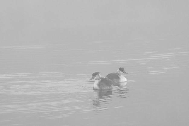 Svasso maggiore. Podiceps cristato. Coppia di uccelli in una laguna con nebbia.