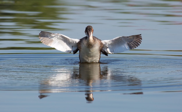 Svasso maggiore, Podiceps cristatus. L'uccello distende le ali, sbatte le ali