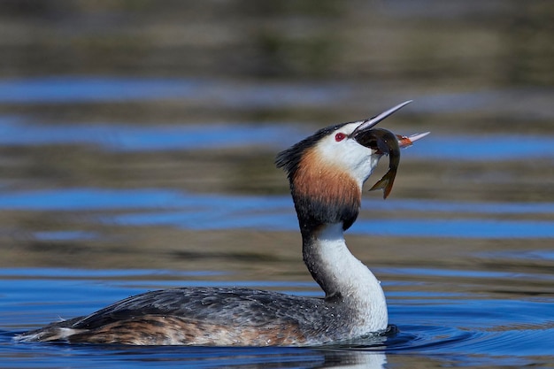 Svasso maggiore Podiceps cristatus