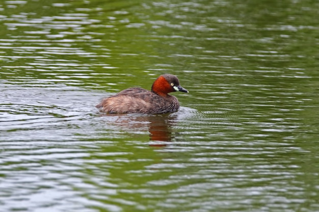 Svasso Tachybaptus ruficollis Cute Birds of Thailand