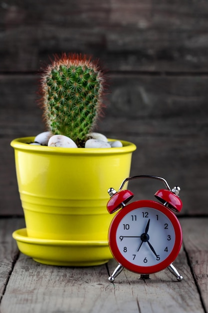 Sveglia con un cactus in una pentola.